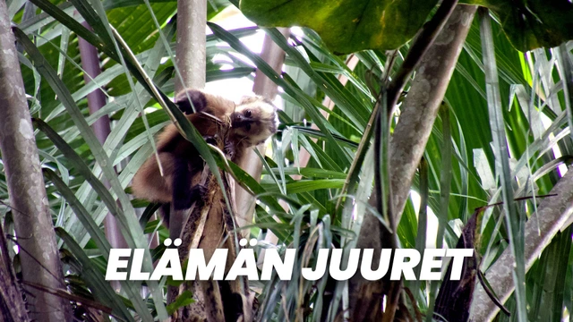 Elämän juuret