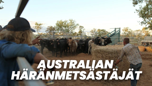 Australian häränmetsästäjät