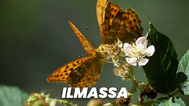Ilmassa
