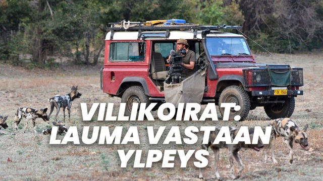 Villikoirat: Lauma vastaan ylpeys