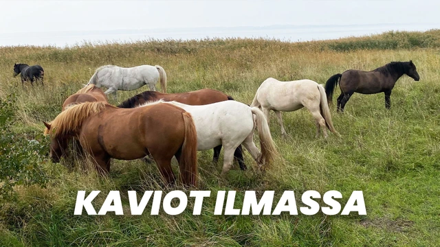 Kaviot ilmassa