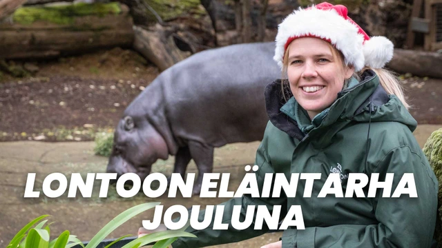 Lontoon eläintarha jouluna