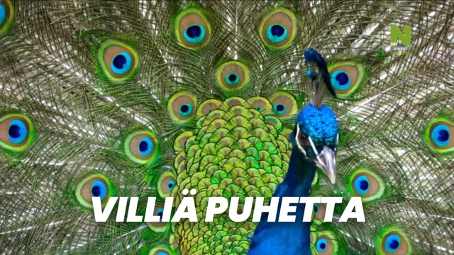 Villiä puhetta