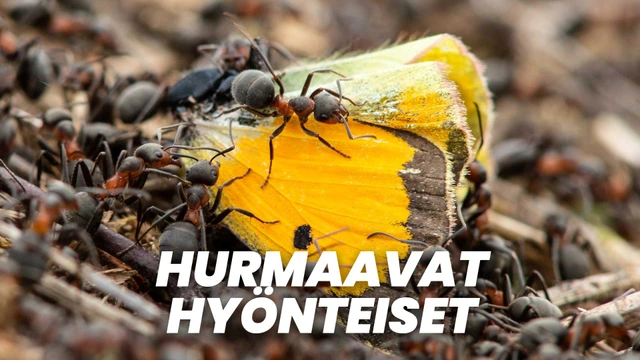 Hurmaavat hyönteiset