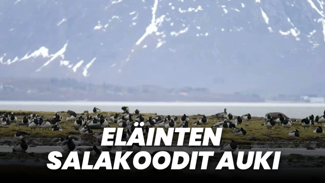 Eläinten salakoodit auki