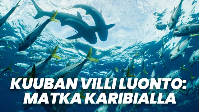 Kuuban villi luonto: Matka Karibialla