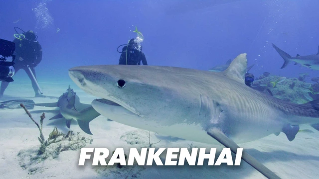 Frankenhai