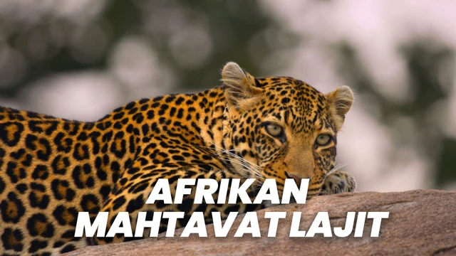 Afrikan mahtavat lajit
