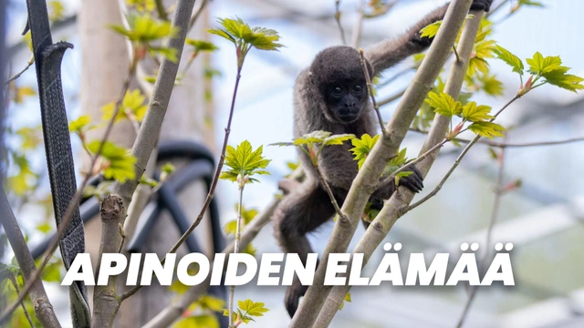 Apinoiden elämää