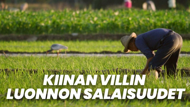 Kiinan villin luonnon salaisuudet