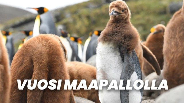 Vuosi maapallolla