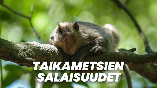 Taikametsien salaisuudet