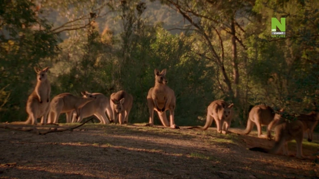 2 - Australia