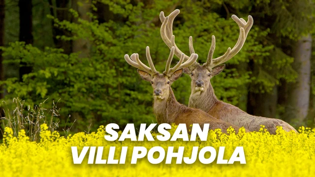 1 - Saksan villi pohjola