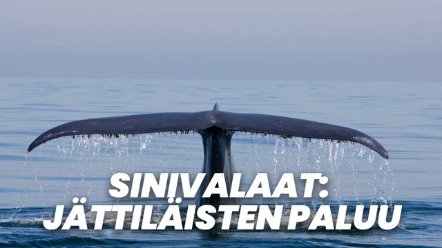 Sinivalaat: Jättiläisten paluu
