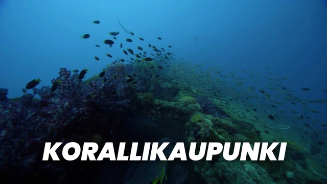 Korallikaupunki