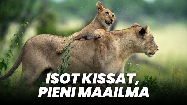 Isot kissat, pieni maailma