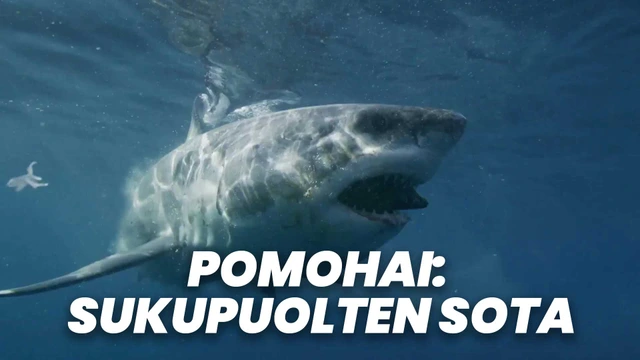 Pomohai: Sukupuolten sota
