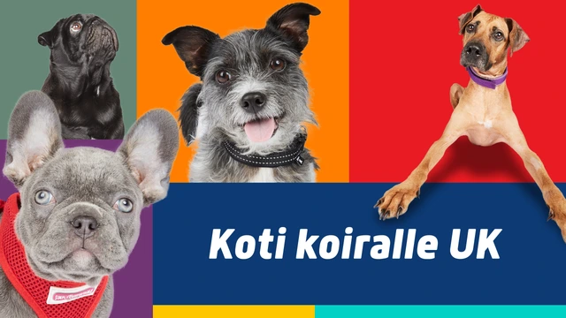 Koti koiralle UK