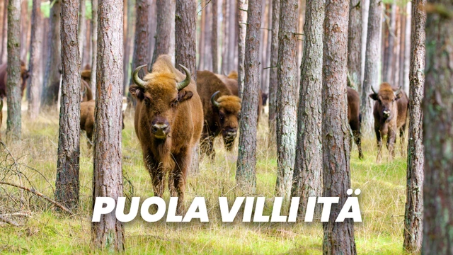 Puola villi itä