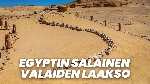 Egyptin salainen valaiden laakso