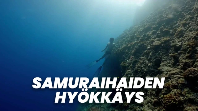 Samuraihaiden hyökkäys