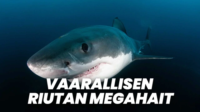 Vaarallisen riutan megahait
