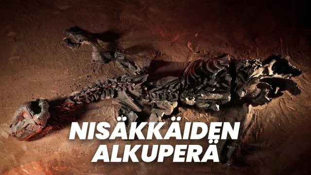 Nisäkkäiden alkuperä