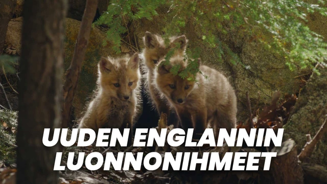 Uuden Englannin luonnonihmeet