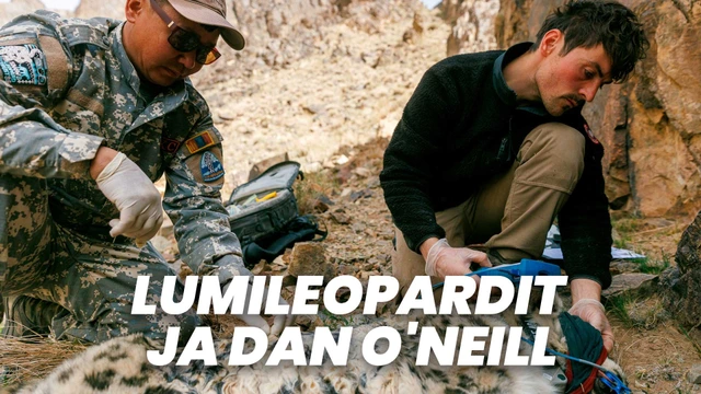 Lumileopardit ja Dan O'Neill