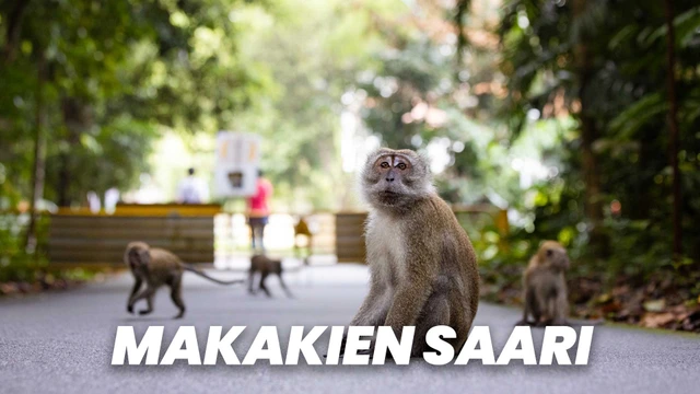 Makakien saari