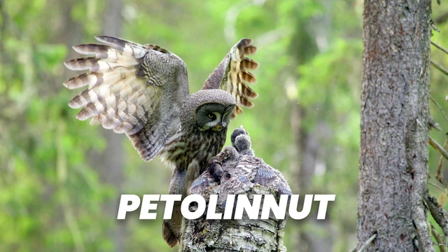 Petolinnut