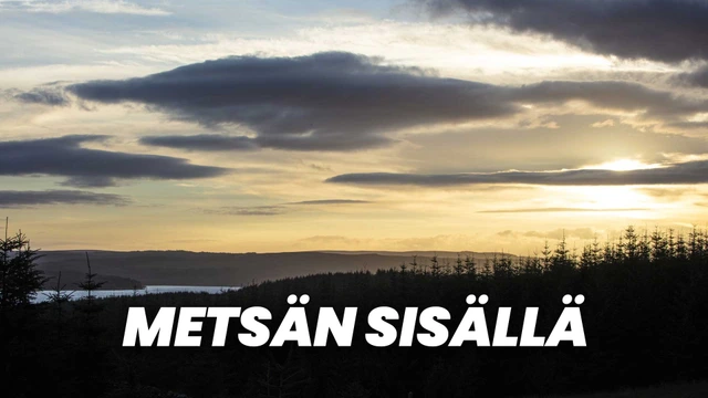 Metsän sisällä