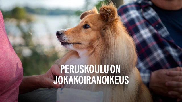 Peruskoulu on jokakoiranoikeus