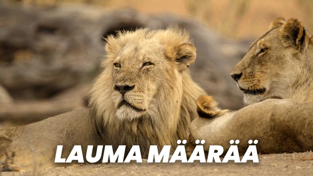 Lauma määrää
