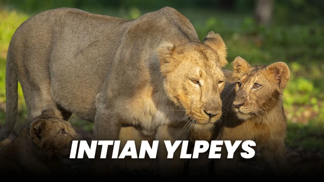 Intian ylpeys