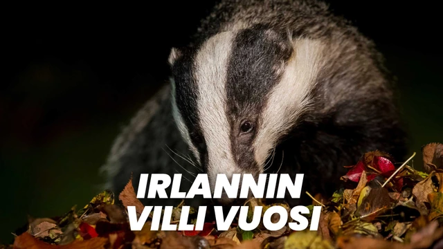 Irlannin villi vuosi