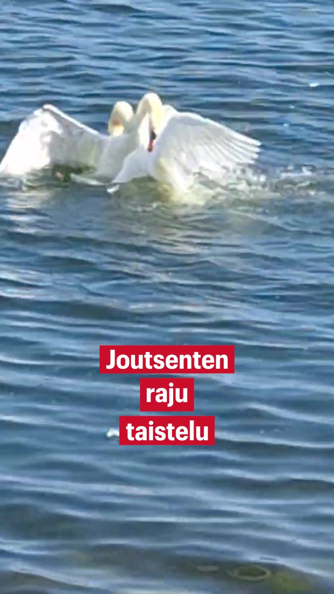 Joutsenten raju taistelu - Ilta-Sanomat