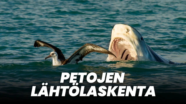 Petojen lähtölaskenta