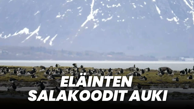 Eläinten salakoodit auki